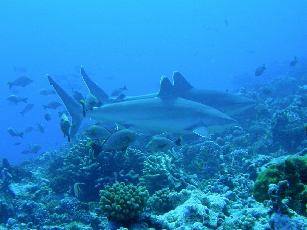 27- Deux requins pointe blanche de recif, dits Tapete 